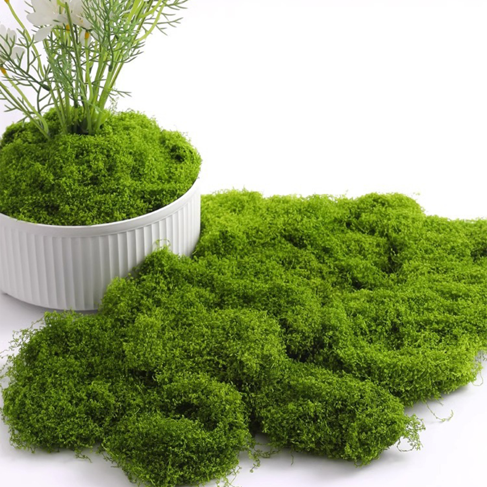 Eternal Life Moss DIY Crafts G - Sphagnum Moss Dry のレビューと価格