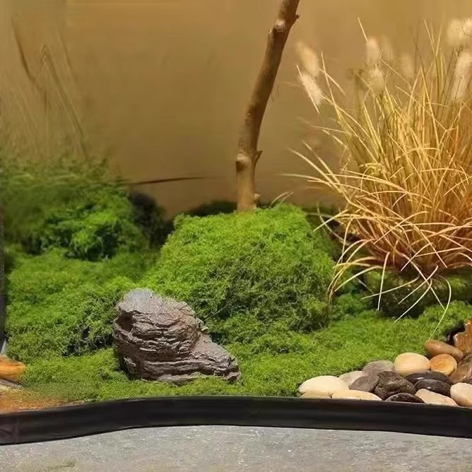200g Eternal Life Moss DIY Cra - Sphagnum Moss Dry のレビューと価格
