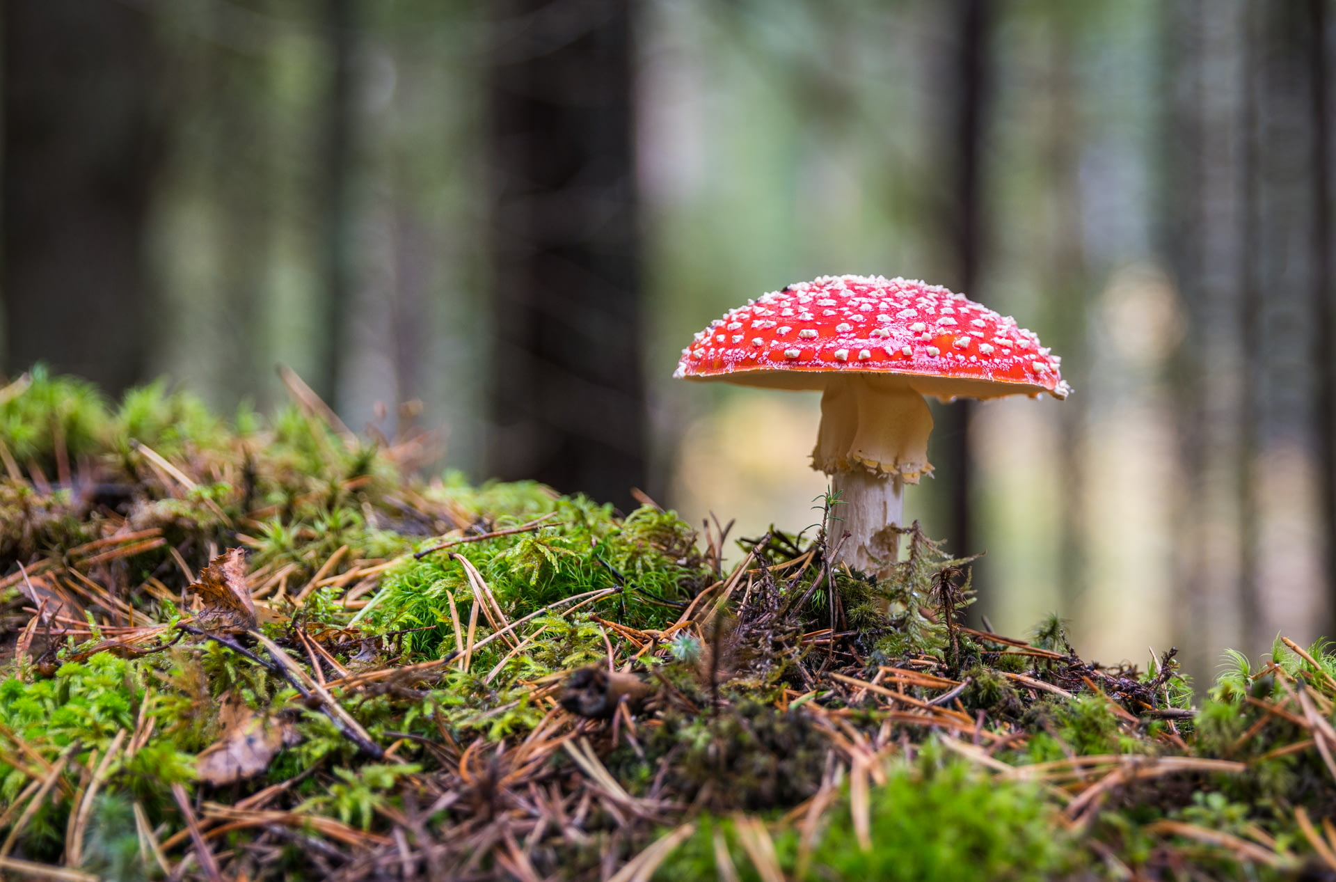 Artificial Fake Moss, Craft Mo - Sphagnum Moss Dry のレビューと価格
