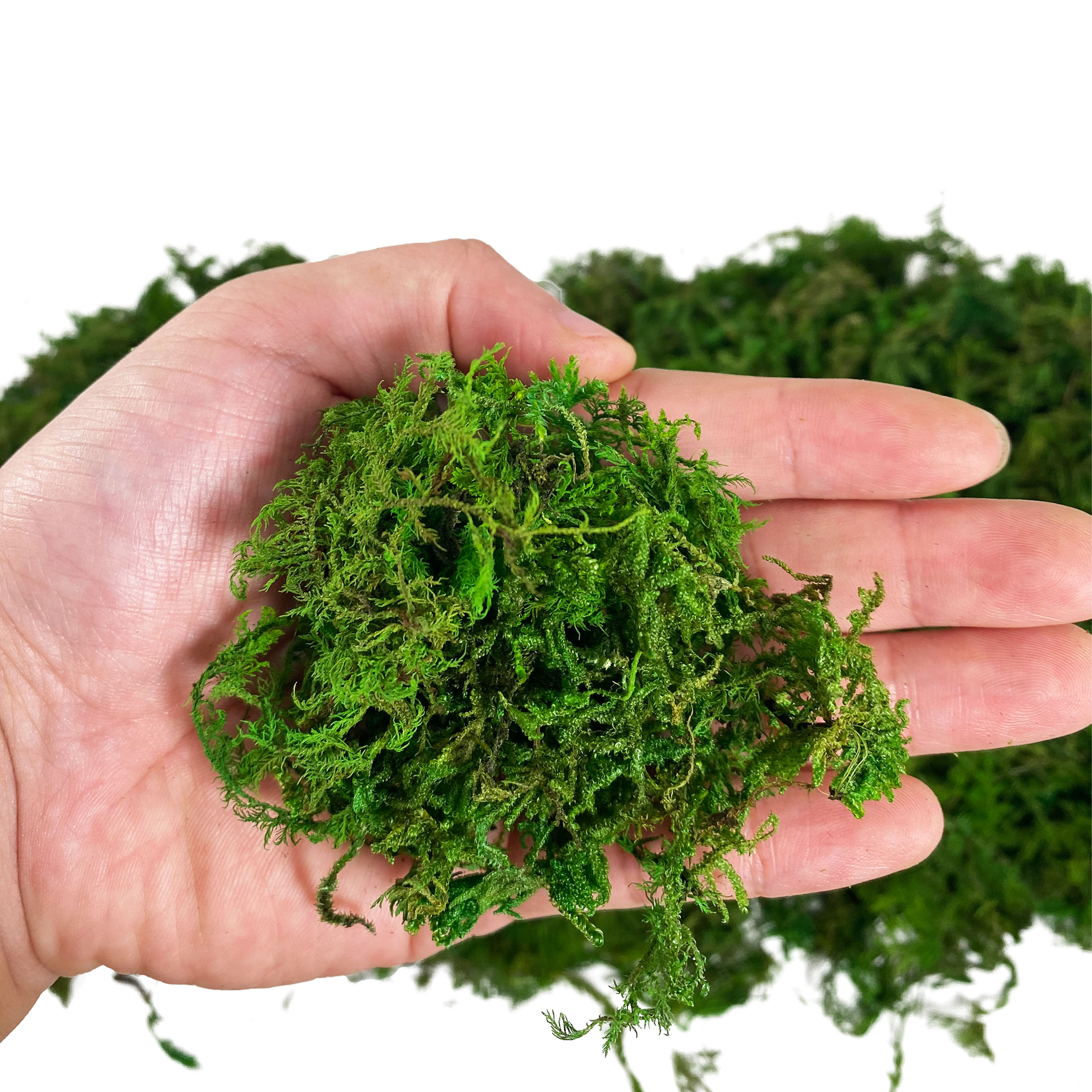 Artificial Fake Moss, Craft Mo - Sphagnum Moss Dry のレビューと価格