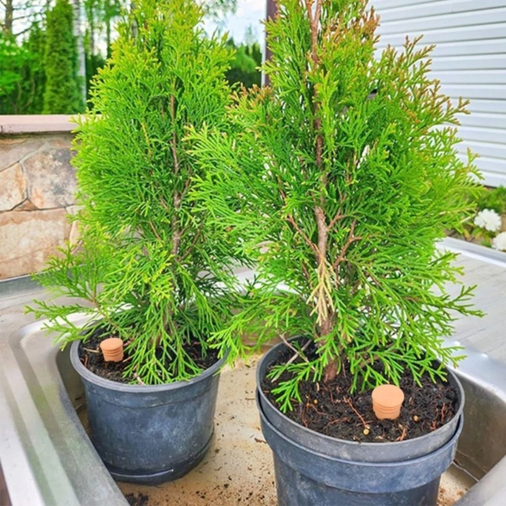 4Pcs Terracotta Material Autom - Self Watering Insert のレビューと価格