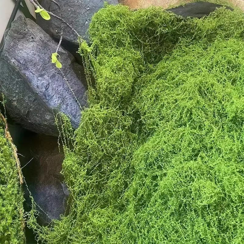 Lifelike Evergreen Artificial  - Sphagnum Moss Dry のレビューと価格