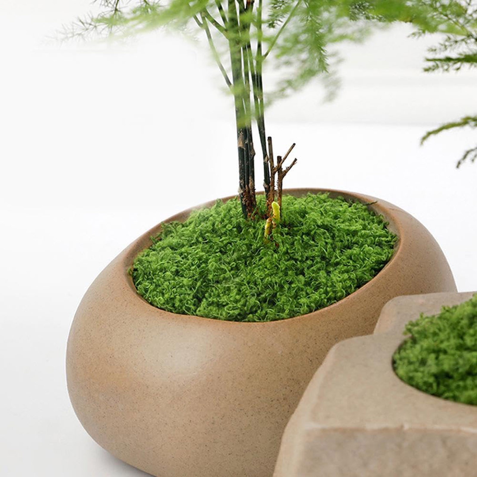50/200g Artificial Moss For De - Sphagnum Moss Dry のレビューと価格
