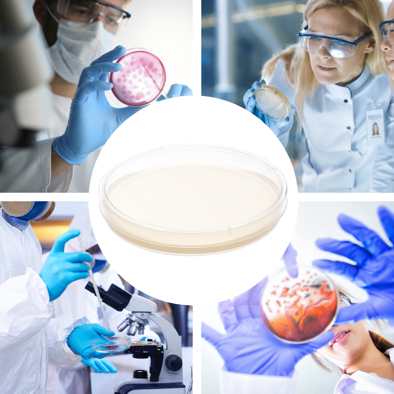 10pcs Nutrient Agar Plates Pre - Agar Tissue Culture のレビューと価格