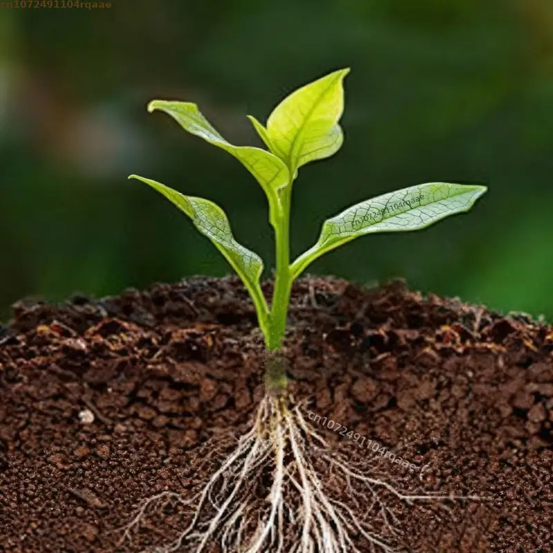 Plant Rooting Powder Indole Bu - Rooting Hormone Powder のレビューと価格