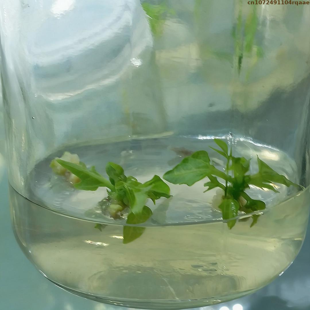 Premium Plant Tissue Culture A - Agar Tissue Culture のレビューと価格