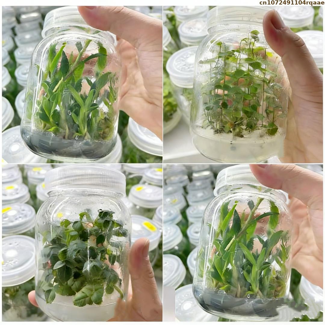 Premium Plant Tissue Culture A - Agar Tissue Culture のレビューと価格