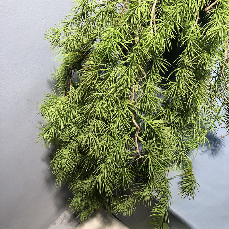 New Pine Needle Vine Wall Hang - Sphagnum Moss Dry のレビューと価格