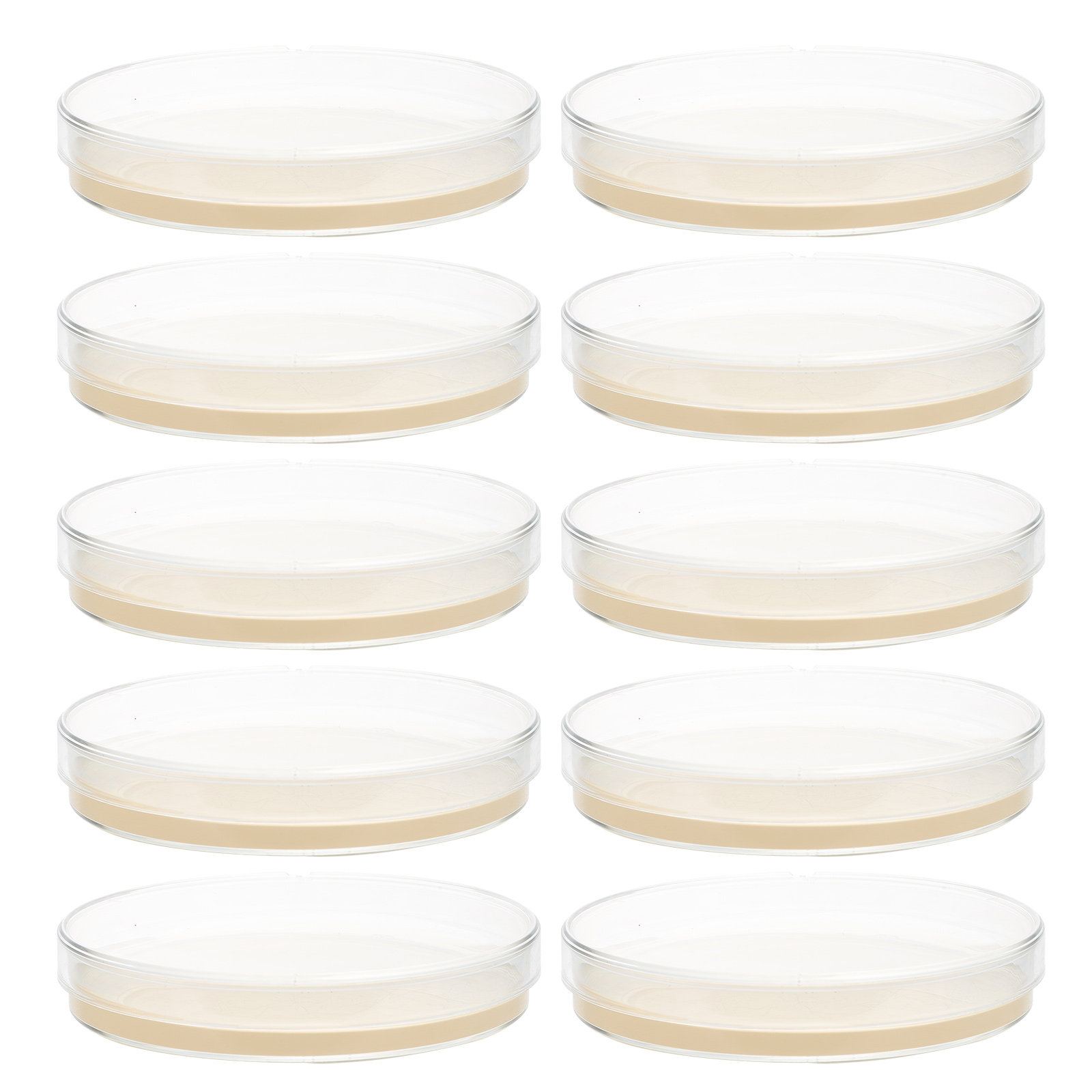 10pcs Nutrient Agar Plates Pre - Agar Tissue Culture のレビューと価格