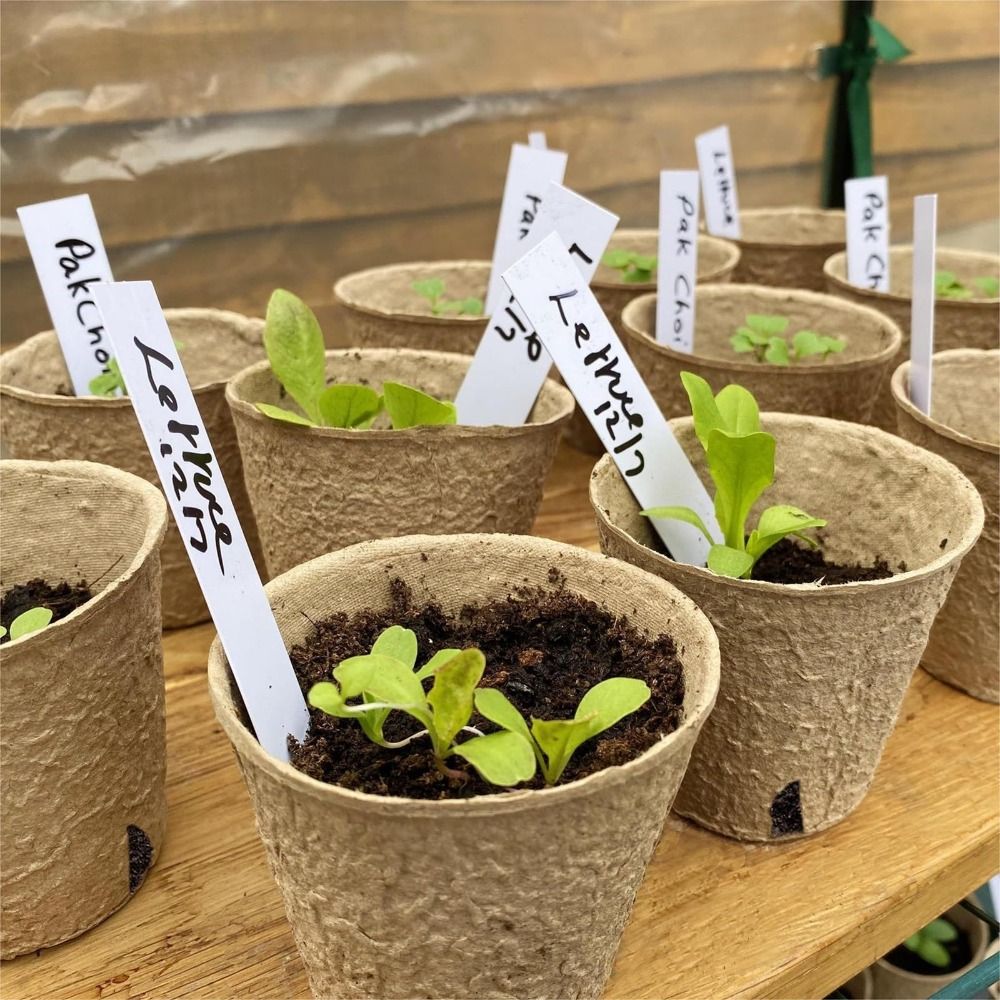 50PCS Biodegradable Plant Star - Peat Pellet Tray のレビューと価格