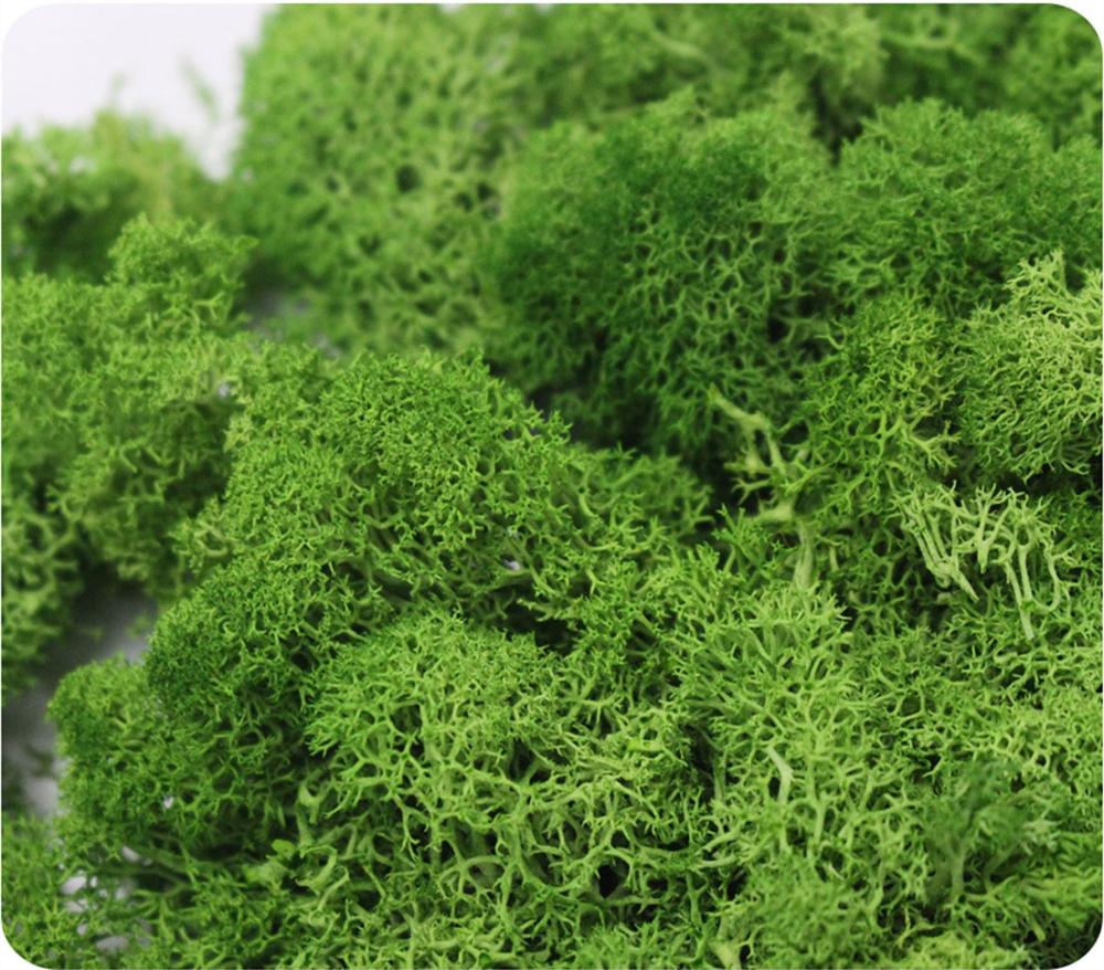 Artificial Plant Eternal Life  - Sphagnum Moss Dry のレビューと価格