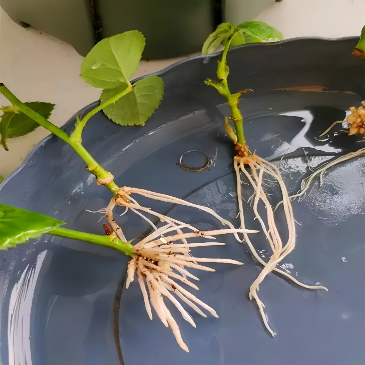 3-indoleacetic Acid IAA Auxina - Rooting Hormone Powder のレビューと価格