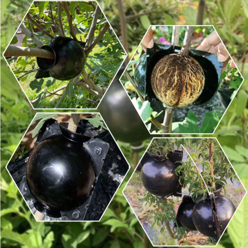 Garden Orchard Plants Grafting - Rooting Gel Clone のレビューと価格
