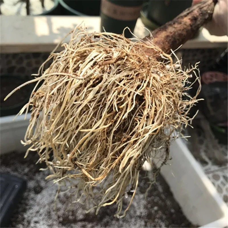 10g Quickly Rooting Powder Hor - Rooting Hormone Powder のレビューと価格