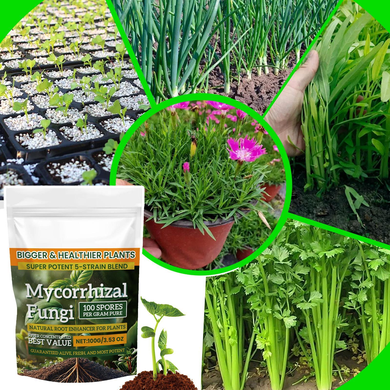 Plant Growth Enhancer Powder 1 - Rooting Hormone Powder のレビューと価格