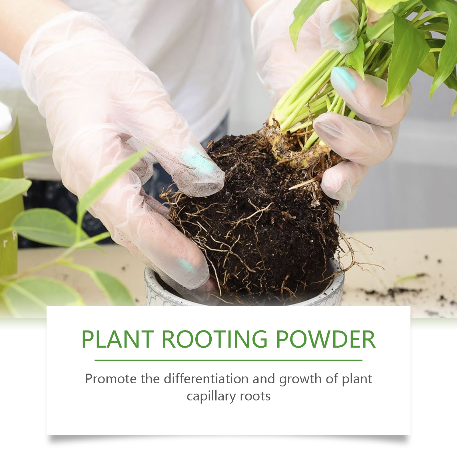 100g Plant Rooting Powder for  - Rooting Hormone Powder のレビューと価格