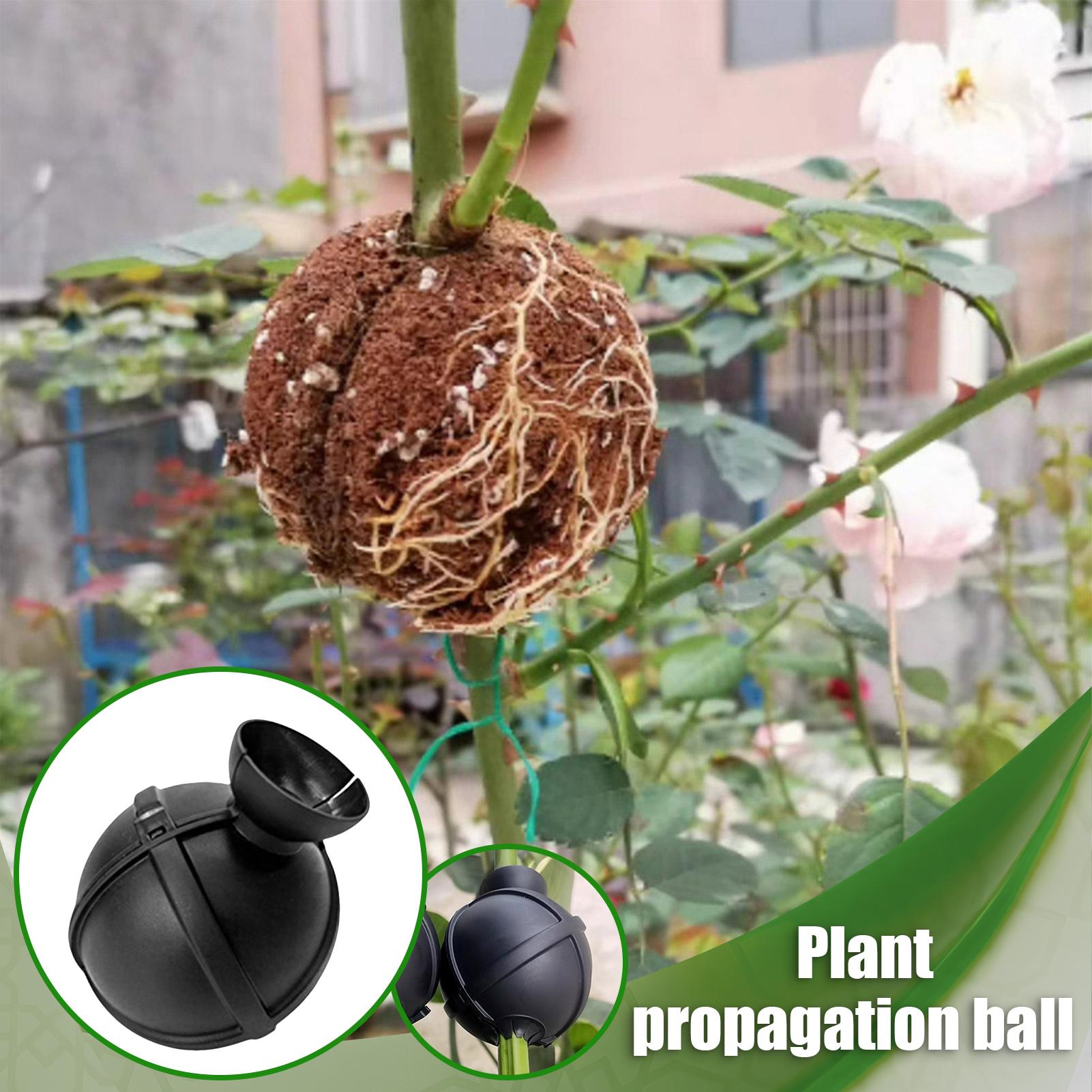 Garden Orchard Plants Grafting - Rooting Gel Clone のレビューと価格